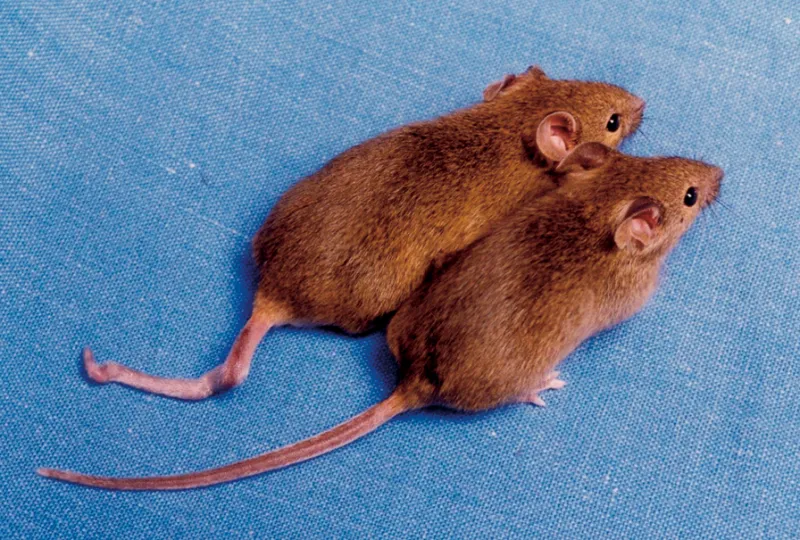 Written in Pencil, Not Ink: What Twin Studies Reveal About Epigenetics and the Future of Personalized Medicine