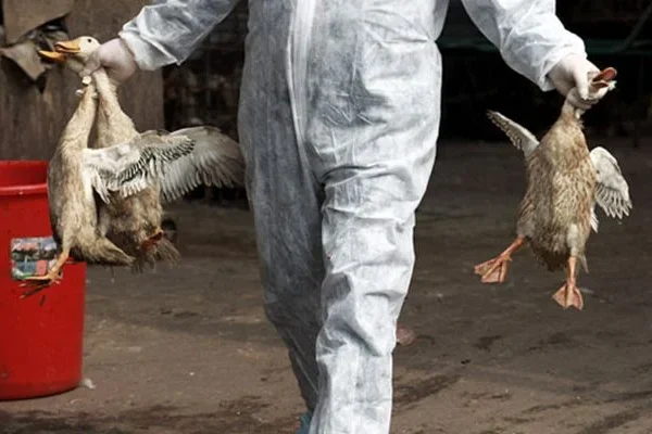 Waspada Flu Burung: Kekhawatiran Penularan ke Manusia Meningkat