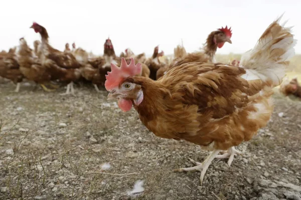 Wabah Flu Burung H5N1 di Amerika Serikat: Potensi Pandemi yang Mengancam