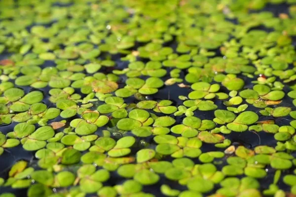 Rumput Laut dan Lentil Air: Superfood Akuatik yang Sedang Tren di Dunia Kesehatan