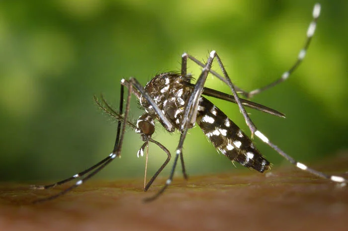 Pendekatan Baru dalam Pengendalian Malaria